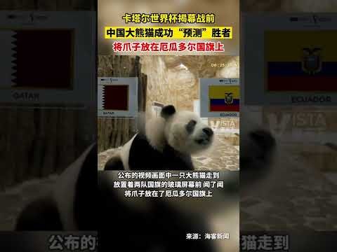 罗帽子戏法,破纪录,四战造,世界杯直播,2026世界杯,直播频道,赛程安排,赛事回顾